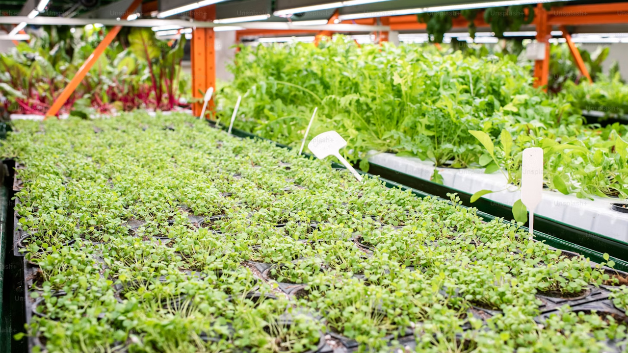 overcrowding of plants