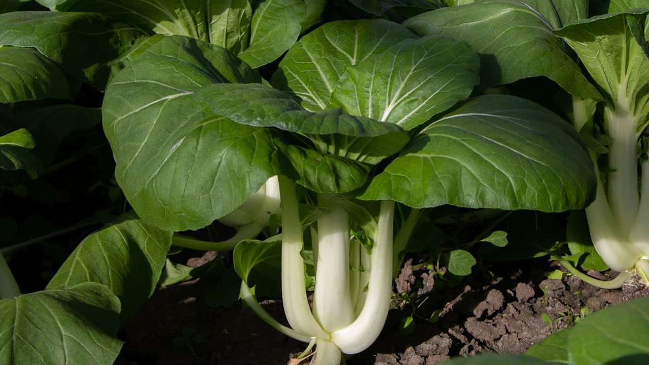 bok choi