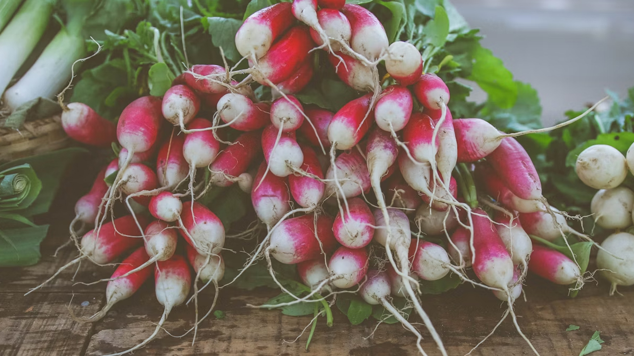 french breakfast raddish